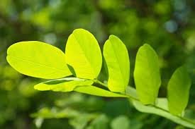 Desmodium - Herbe magique